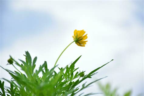 Yellow cosmos flower. 26161688 Stock Photo at Vecteezy