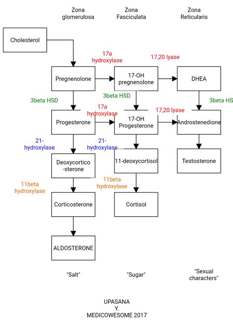 Medicowesome: Steroid Hormone synthesis pathway (Clinical aspect)