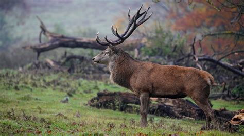 Download Animal Deer 4k Ultra HD Wallpaper