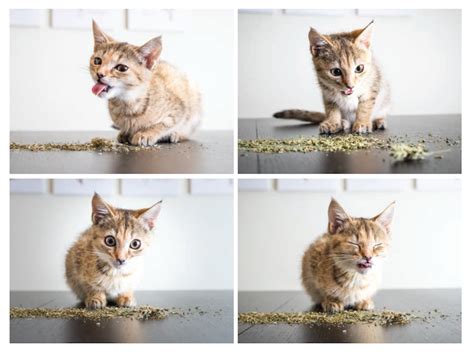 Cat Photographer Andrew Marttila Shares Catnip Picture Book