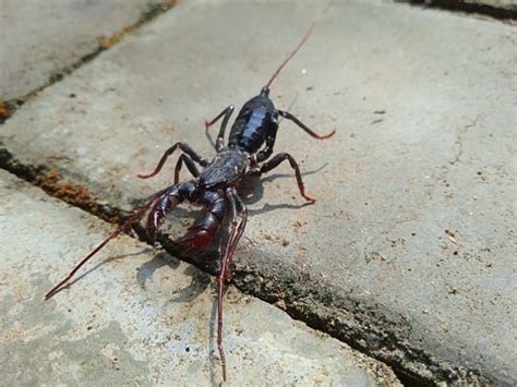 Ketonggeng Giant Vinegaroon Or Whip Scorpion Mastigoproctus Giganteus ...