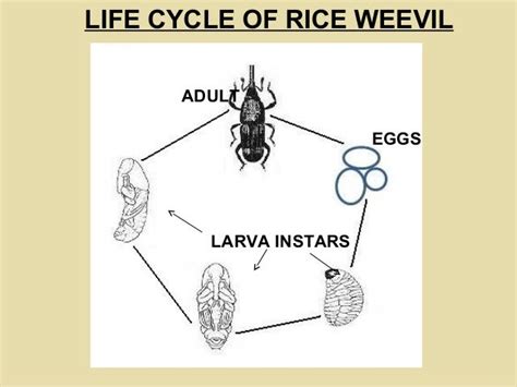 Vine Weevil Life Cycle