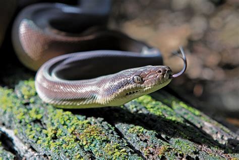 Olive Python | Perth Zoo