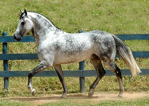 All About Horse Dapples (Genetics, Breeds, etc.) - Horse Rookie