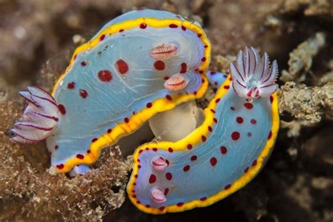 Tropical sea slugs migrating south as ocean waters warm | Sea slug ...