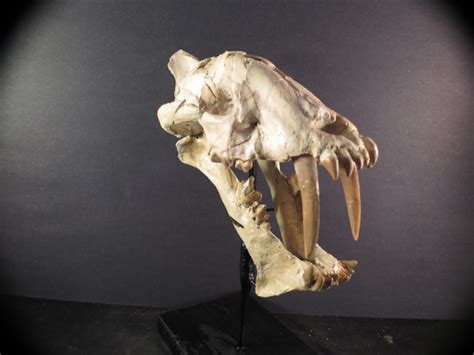 Hoplophoneus primaevus Skull