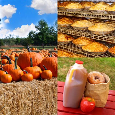 The Apple Hill Pumpkin Patch at Boa Vista Orchards Officially Opens Tomorrow! Open Every Day ...