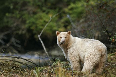 Visit with the Canadian Spirit Bear