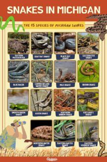 15 Most Common Species of Snakes in Michigan: Pictures + Facts