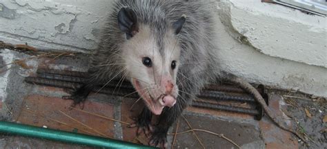 How to identify opossum tracks