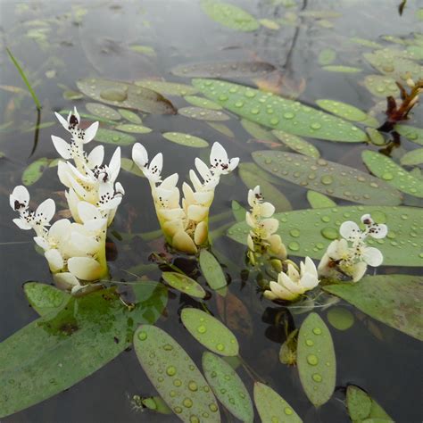 Water hawthorn (Aponogeton Distachyos) - Wetland Plants