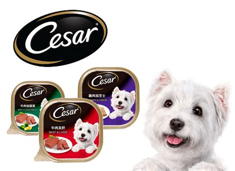 Cesar Dog Wet Food Beef Carton 100g (24 Packs) | Pet Master Singapore