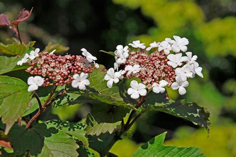 Viburnum Plant Varieties