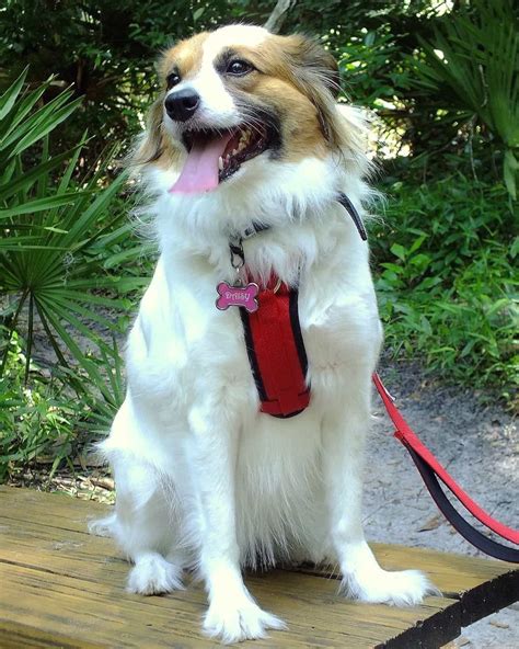 Brittany Spaniel Mixes: 21 Beautiful Crossbreeds