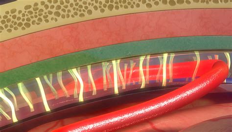 What is the blood-brain barrier? - Queensland Brain Institute ...