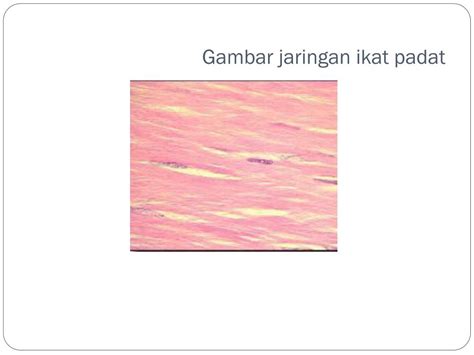 Gambar Jaringan Ikat Longgar – cari