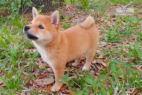 Mini Mame Male: Shiba Inu puppy for sale near Orlando, Florida ...