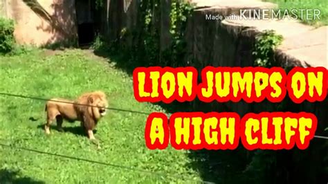 Lion jumps on a high cliff - YouTube