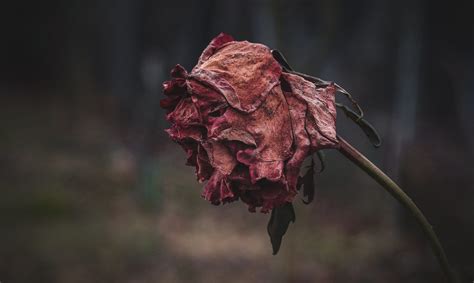 Withered Rose | montillon.a | Flickr