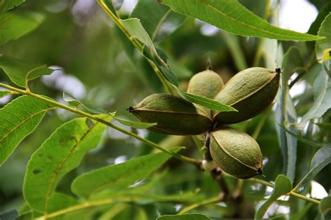 Pecan Tree Pecans Agriculture · Free photo on Pixabay