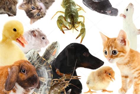 Collage of different cute animals Stock Photo by ©belchonock 33314163