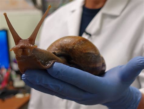 Giant snails are terrorizing Florida - CBS News