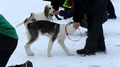 Alaskan Husky Puppy Training - YouTube