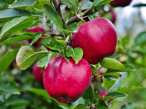 North Central Fruit Trees – Growing Fruit In The Upper Northern U.S. | Gardening Know How