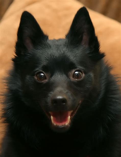 schipperke dog photo | Photography / Animals, Plants & Nature / Domesticated Animals ©2007 ...