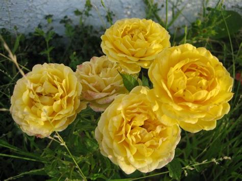 yellow MINI MINIATURE flower ROSES ROSE CUTTING CLUSTER GARDEN HOME PLANT SEED PLANTS