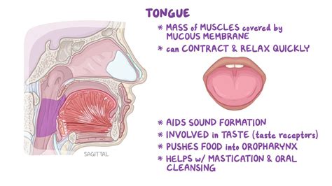 Transient Lingual Papillitis: What Is It, Causes, Symptoms, and More ...