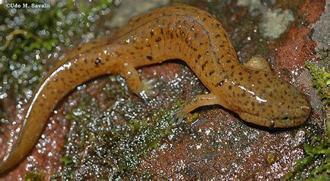 Aquatic: Aquatic Salamander