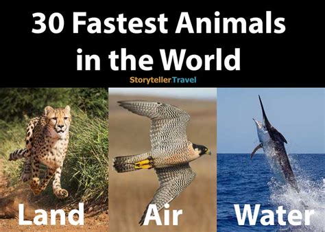 Top 156+ Most fastest animals in the world - Merkantilaklubben.org