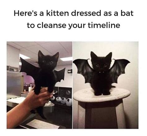 Halloween Cutest Kitten | Cute animals, Cute baby animals, Cat memes