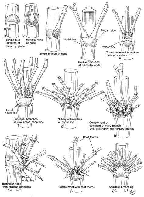 Bamboo Identification Made Easy: A Step By Step Guide | Bamboo planter ...