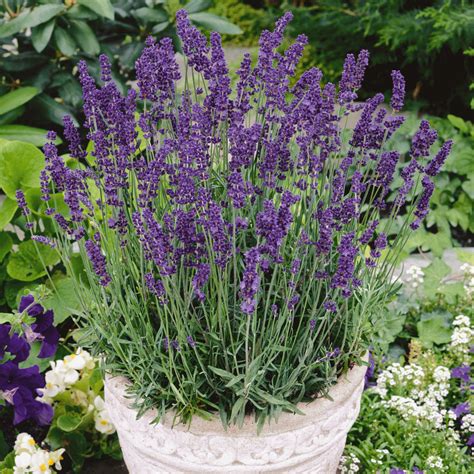 English Lavender Seeds | Lavandula Angustifolia English Lavender