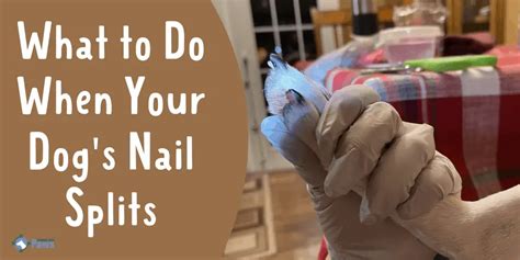 What To Do When Your Dog's Nail Splits & When To Call The Vet