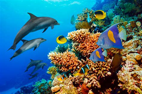 Dolphin Sea Life School Of Dolphines Coral Reef Underwater Scuba Diver Point Of View Red Sea ...