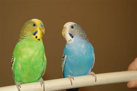 Parakeet-Pet-Birds-14