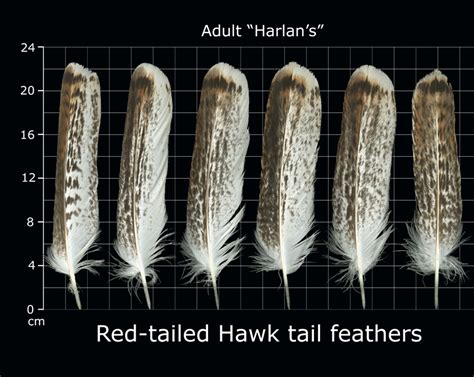 The Feather Atlas - Feather Identification and Scans - U.S. Fish and Wildlife Service Forensics ...