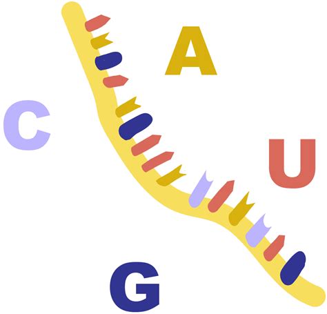 Human Germline Editing - Can it Prevent Genetic Disorders?