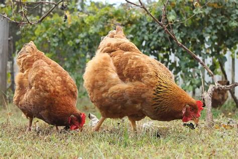 Raising Freedom Ranger Chickens For Meat • New Life On A Homestead