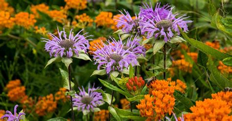 Purple Wildflowers In Montana | Best Flower Site