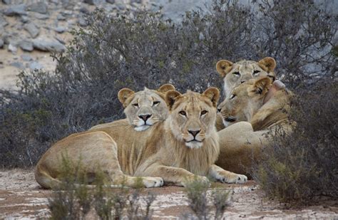 Namibia Desert Lion Mom and Her Three Adolescent Cubs