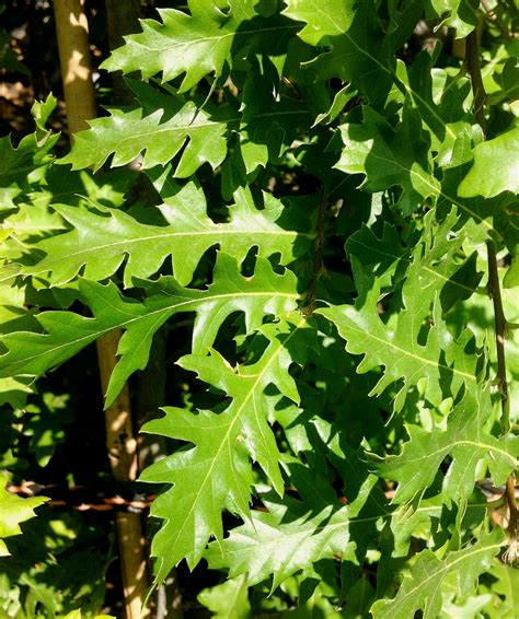 Chestnut leaf oak - Sacramento Tree Foundation