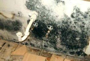 What Causes Black Mold? Growth, Causes and Solutions!