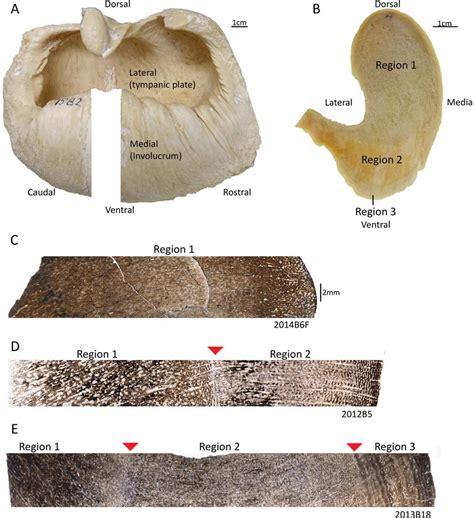 Figure 1 from Age estimation in bowhead whales using tympanic bulla histology and baleen ...