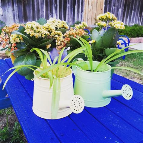 Premium Photo | Close-up of potted plant on table