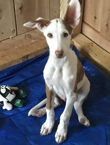 Ibizan Hound Puppies For Sale | Worcester, MA #295435