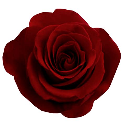 Rose - PNG All | PNG All